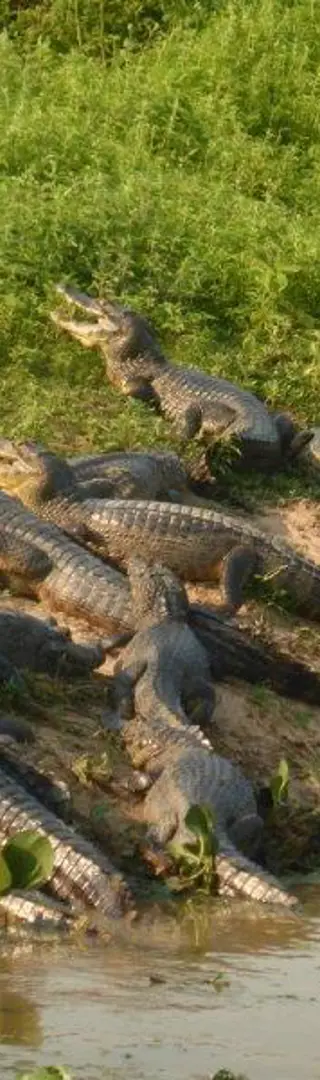 Le Pantanal et les caïmans
